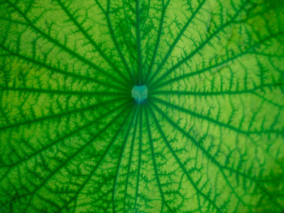 春天的荷叶图片