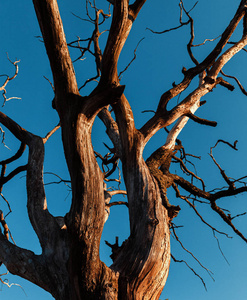 天下无贼蓝天下的枯树照片
