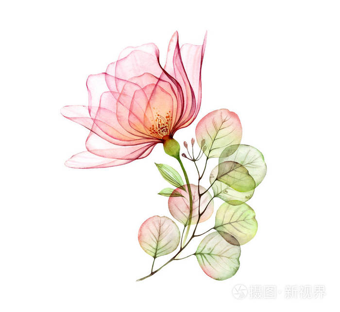 透明的玫瑰花 粉红色的大花和桉树枝 白色独立水彩手绘插图 用于婚礼文具 卡片印刷照片 正版商用图片2pfxqq 摄图新视界