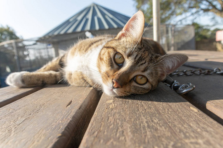 布林德尔猫图片