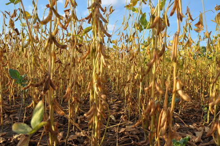 农民的田里大豆成熟了照片