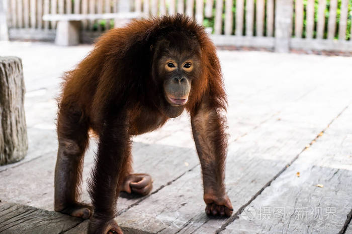 苏门答腊猩猩猩猩走路动物园动物概念