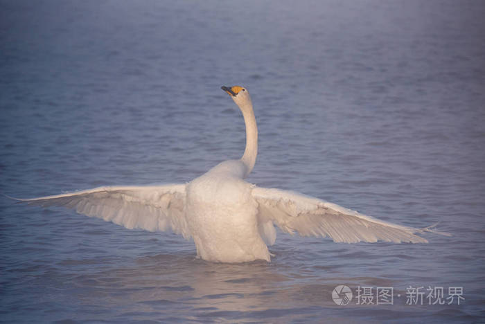 The swan flaps its wings. Dries wings and shows its dominance. 