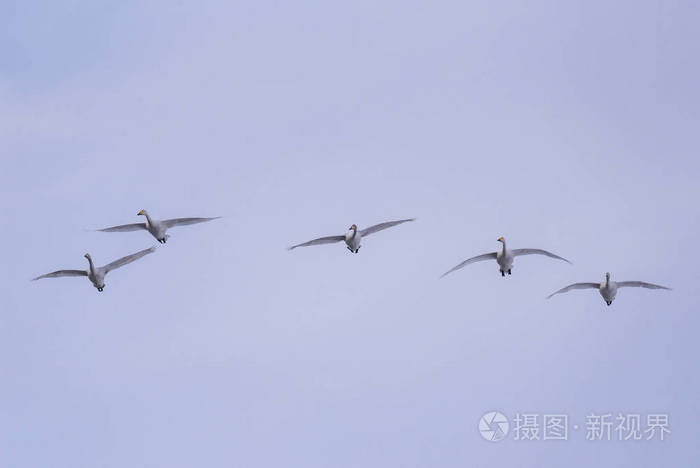 A group of swans flying over the lake. Lebedinyj Swan Nature R