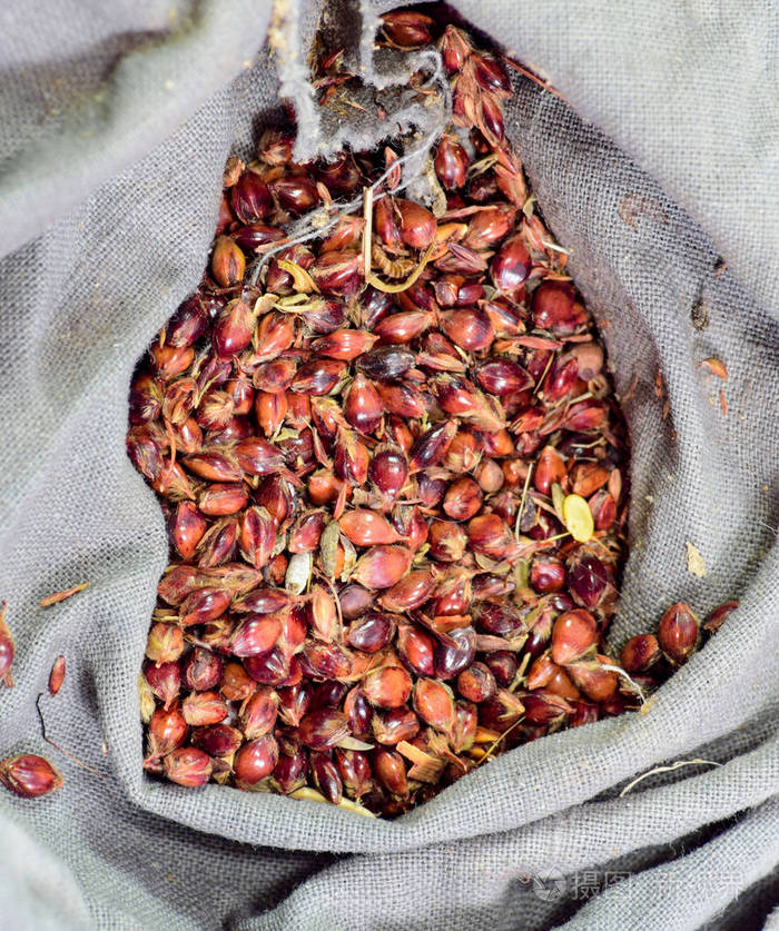 高粱种子装在袋子里扫帚的红色种子高粱茎