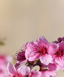 花园里盛开的野桃花图片