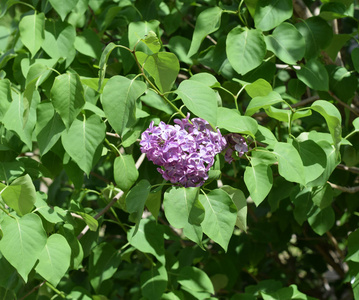 灌木柔软度图片