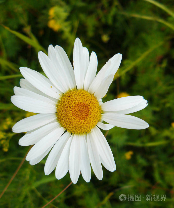 可用于营利性的商业,广告目的授权限制暂无图片作者leonid_eremeychuk