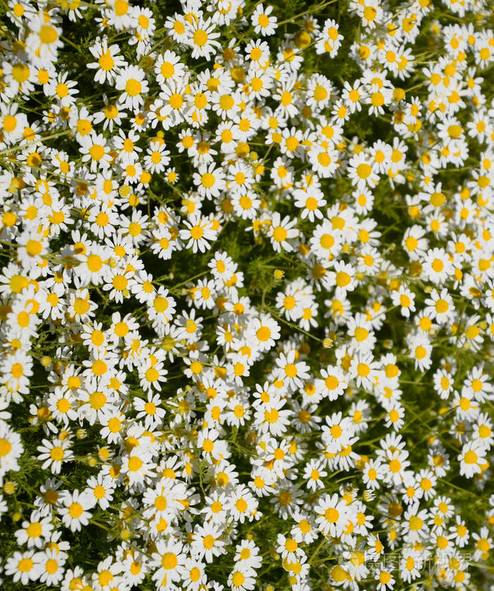 药用植物洋甘菊,开花.照片-正版商用图片2ph1e4-摄图新视界