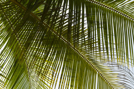 椰子树叶子的底图图片