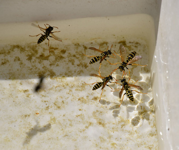 黄蜂擦亮水插画