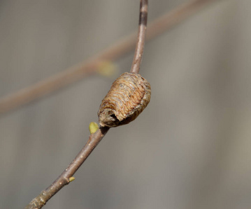 树枝上的螳螂.昆虫的卵照片