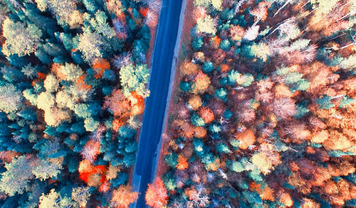 叶色公路穿越森林鸟瞰图图片