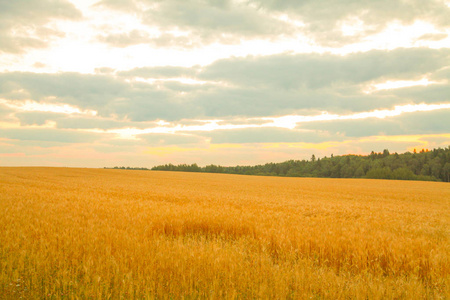 美女乡村光脚丫长着金色麦穗的麦田.阳光下的乡村风光.
