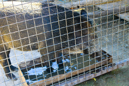 笼子里的野猪照片