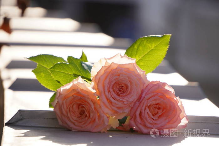 美丽柔美的花朵,以柔和的色彩在浅色背景上透光花瓣是送给p的浪漫礼