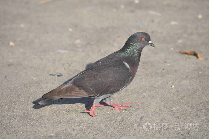 羽毛 分支 天空 木材 自然 鸟类 细枝 城市 账单 着陆