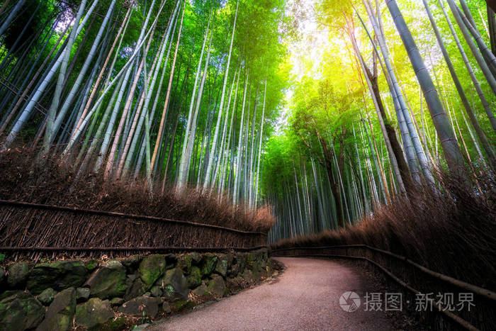 荒山竹林名胜古迹日本京都照片 正版商用图片2piejp 摄图新视界