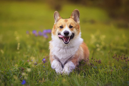 可爱的小狗corgi快乐地在盛开的草地上奔跑照片