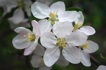 开花关于苹果树