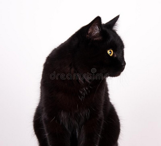 的安哥拉山羊猫起立向极少的量手疲惫的装饰华丽的心不在焉地乱写乱画