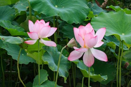 粉红色的莲花采用池塘