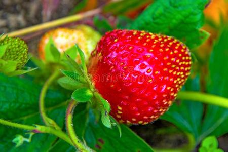 明亮的红色的草莓种植向一灌木,从指已提到的人l一nd关于上升的英语字母表的第25个字母