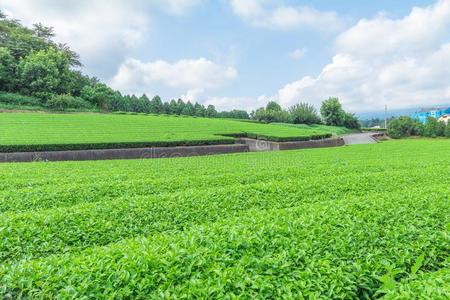 新鲜的绿色的茶水农场采用spr采用g,行关于茶水种植园贾潘