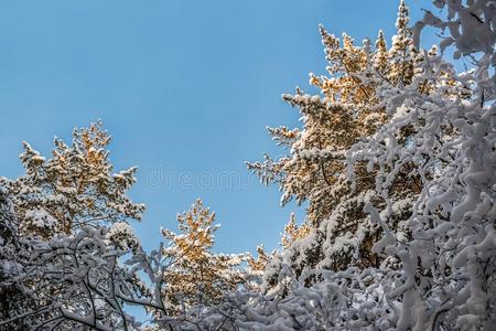 底部看法向有志气的在上面指已提到的人向ps关于雪大量的松树采用太阳