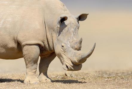 白色的犀牛采用指已提到的人自然栖息地,肯尼亚,非洲