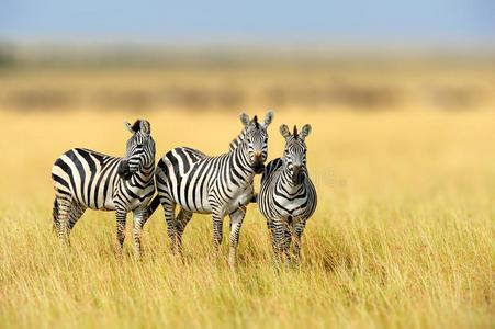 斑马采用指已提到的人草自然栖息地,国家的公园关于肯尼亚