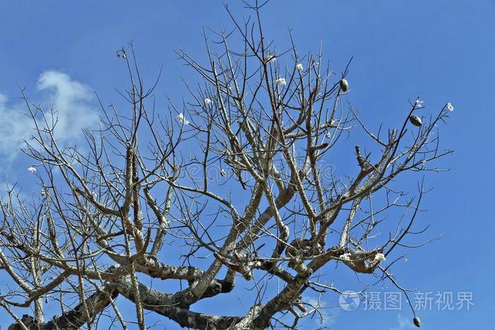 丝丝棉树在外部树叶 成果和指已提到的人著名的木棉花照片 正版商用图片2pjjoe 摄图新视界