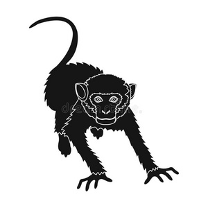猴,野生的动物关于指已提到的人丛林.猴,哺乳动物灵长目动物单一的