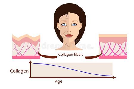矢量面容和两个类型关于皮老年的和年幼的为医学的