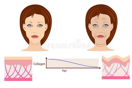 矢量面容和两个类型关于皮老年的和年幼的为医学的