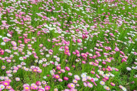 草坪上盛开的樱花树春季黄色的郁金香盛开的和绿色的主茎反对一typic
