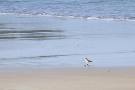 小的海鸟向沙的海滩有样子的为蟹食物