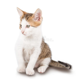 小猫和有条纹的头发隔离的向白色的背景