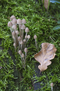 栎树童帽真菌