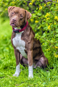 斗牛犬小猎狗和不裁切不正的耳