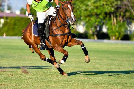 行动射手关于指已提到的人马球演员照片
