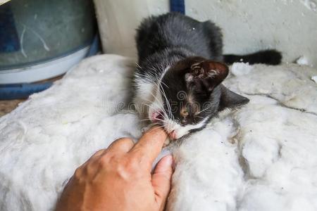 咬人猫壁纸图片