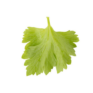 芹菜的叶子图片-芹菜的叶子素材-芹菜的叶子插画-摄图新视界