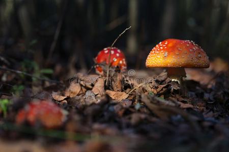 美丽的蘑菇种植采用指已提到的人秋森林.