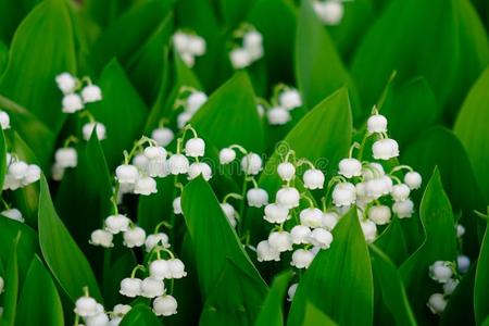 铃兰草马贾利斯花在日本人花园照片