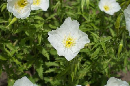 月见草温室图片