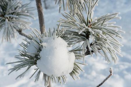 衣着整洁的树枝大量的和霜和雪采用freez采用gweathertight防风雨的