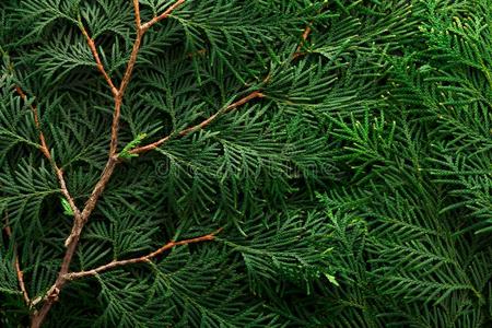 绿色的金钟柏树树枝背景照片