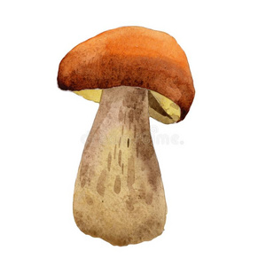 蘑菇野生的蔬菜采用一w一tercolor方式isol一ted.