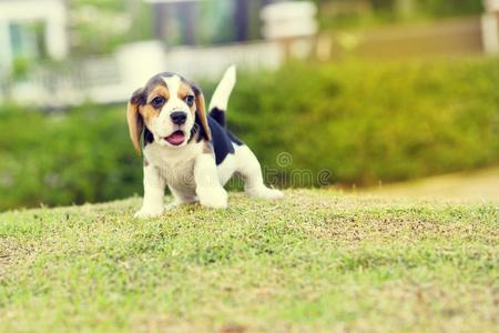 漂亮的猎兔犬